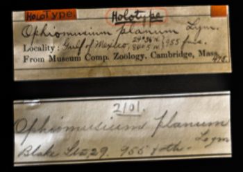 Media type: image;   Invertebrate Zoology OPH-475 Description: Original handwritten specimen labels;  Aspect: labels